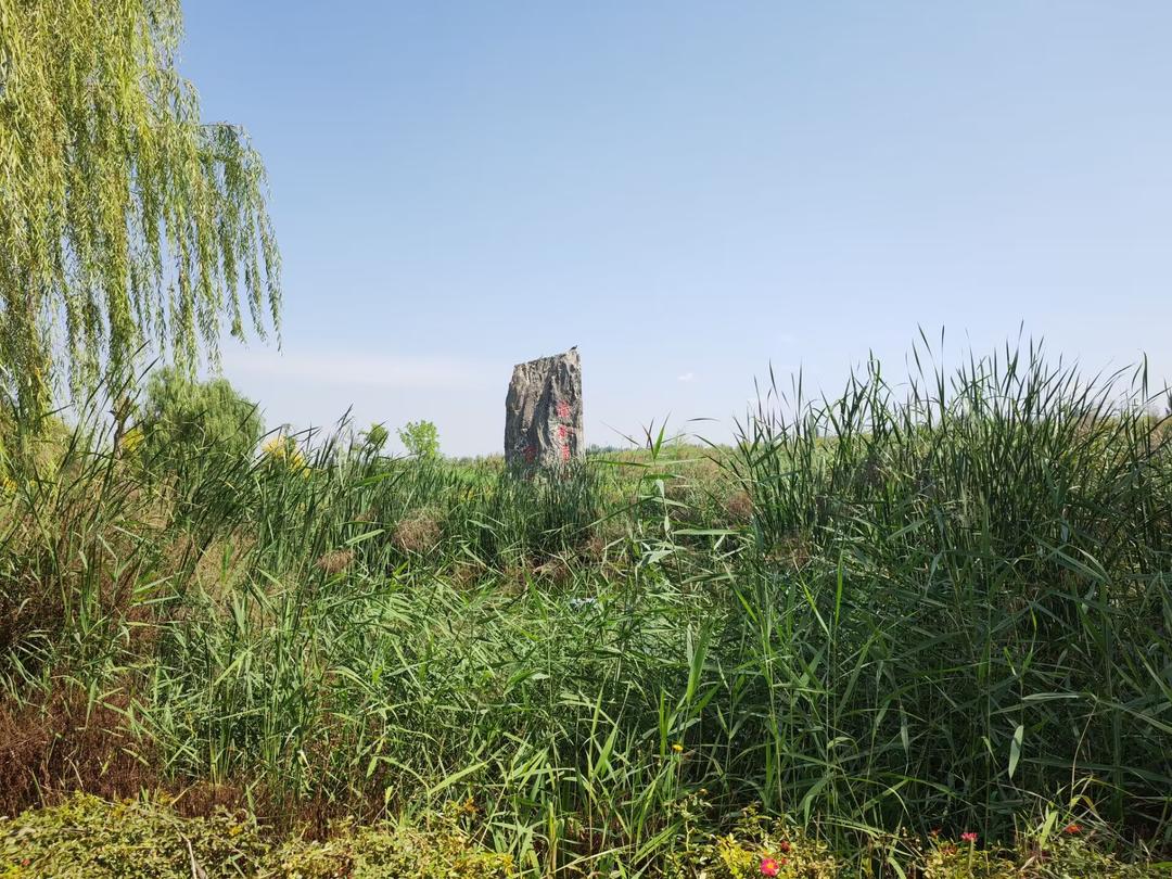 寧夏吳忠市古城灣濕地 寧夏吳忠市古城灣濕地.jpeg